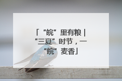 “皖”里有粮｜“三夏”时节，一“皖”麦香