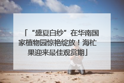 “盛夏白纱”在华南国家植物园惊艳绽放！海杧果迎来最佳观赏期