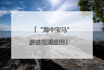 “海中宝马”游进霞浦盐田