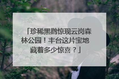 珍稀黑鹳惊现云岗森林公园！丰台这片宝地藏着多少惊喜？