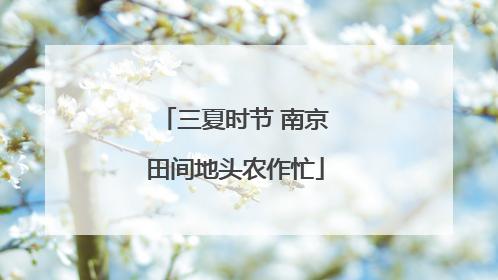 三夏时节 南京田间地头农作忙