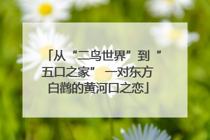 从“二鸟世界”到“五口之家” 一对东方白鹳的黄河口之恋