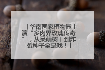 华南国家植物园上演“多肉界玫瑰传奇”，从呆萌树干到炸裂种子全是戏！