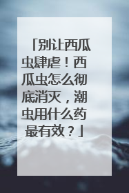 别让西瓜虫肆虐！西瓜虫怎么彻底消灭，潮虫用什么药最有效？
