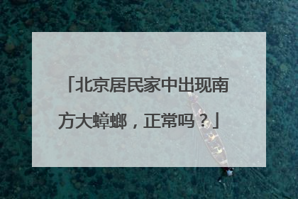 北京居民家中出现南方大蟑螂，正常吗？