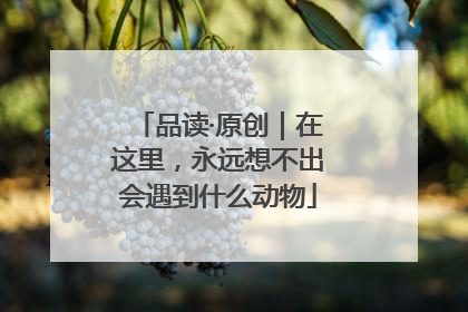 品读·原创｜在这里，永远想不出会遇到什么动物
