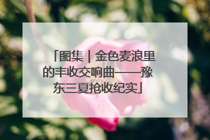 图集｜金色麦浪里的丰收交响曲——豫东三夏抢收纪实