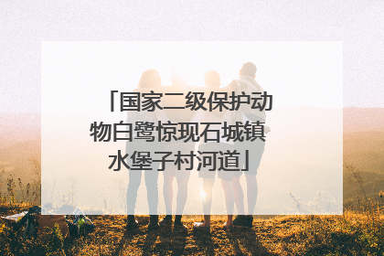 国家二级保护动物白鹭惊现石城镇水堡子村河道