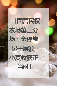 国营民权农场第三分场：金穗卷起千层浪 小麦收获正当时