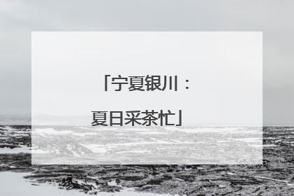 宁夏银川：夏日采茶忙