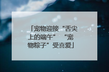 宠物迎接“舌尖上的端午” “宠物粽子”受喜爱