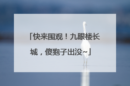快来围观！九眼楼长城，傻狍子出没~