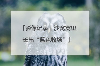 影像记录丨沙窝窝里长出“蓝色牧场”