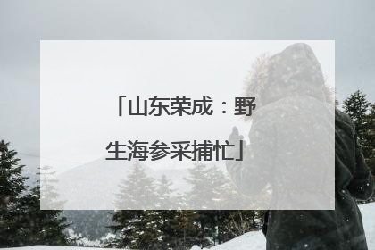 山东荣成：野生海参采捕忙
