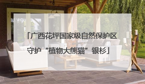 广西花坪国家级自然保护区守护“植物大熊猫”银杉