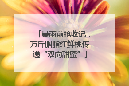 暴雨前抢收记：万斤胭脂红鲜桃传递“双向甜蜜”
