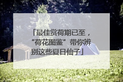 最佳赏荷期已至，“荷花图鉴”带你辨别这些夏日仙子