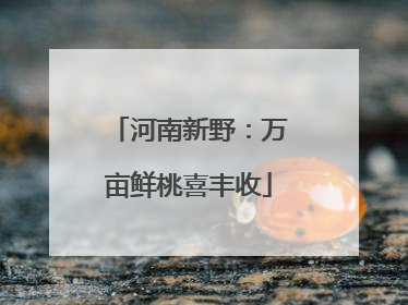 河南新野：万亩鲜桃喜丰收