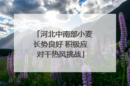 河北中南部小麦长势良好 积极应对干热风挑战