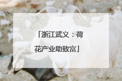 浙江武义：荷花产业助致富