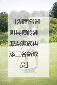 湖南省湘阴县横岭湖麋鹿家族再添三名新成员