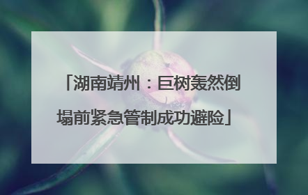 湖南靖州：巨树轰然倒塌前紧急管制成功避险