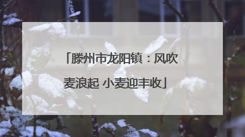 滕州市龙阳镇：风吹麦浪起 小麦迎丰收