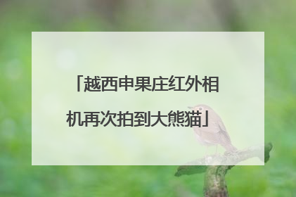 越西申果庄红外相机再次拍到大熊猫