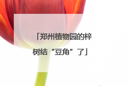 郑州植物园的梓树结“豆角”了