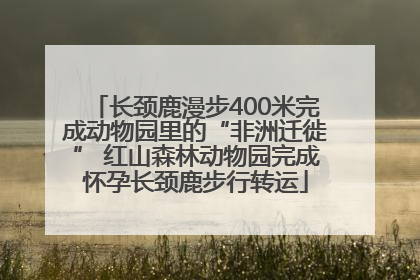 长颈鹿漫步400米完成动物园里的“非洲迁徙” 红山森林动物园完成怀孕长颈鹿步行转运