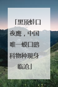 黑顶蛙口夜鹰，中国唯一蟆口鸱科物种现身临沧