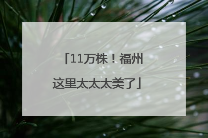 11万株！福州这里太太太美了